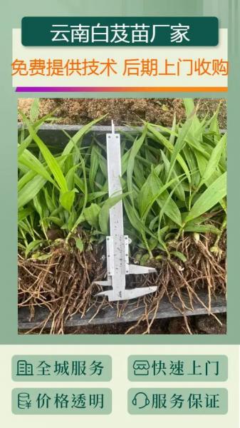 白芨怎么种植方法如下,白芨怎么种植?