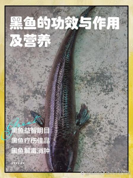 黑鱼吃什么食物?黑鱼的养殖技术?黑鱼吃啥??