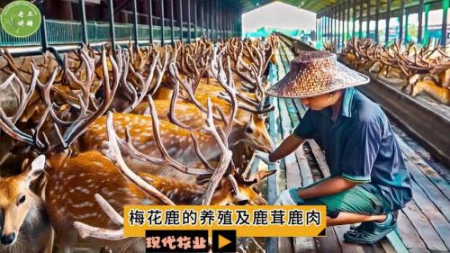 鹿的养殖技术要点有哪些?鹿的养殖技术视频?