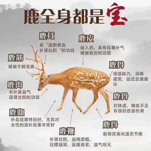 鹿的养殖技术要点有哪些?鹿的养殖技术视频?