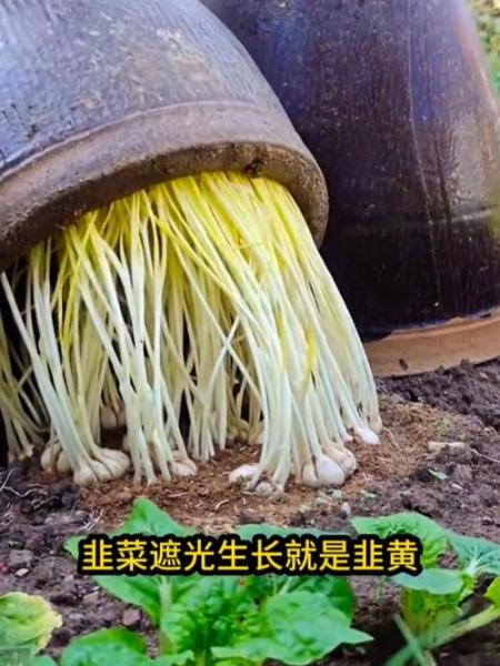 韭黄最简单种植方法?韭黄最简单种植方法视频?