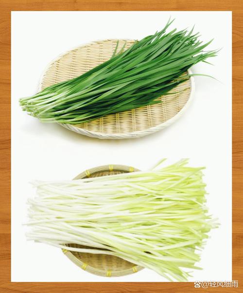 韭黄最简单种植方法?韭黄最简单种植方法视频?
