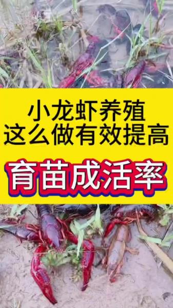 如何养殖,如何养殖龙虾