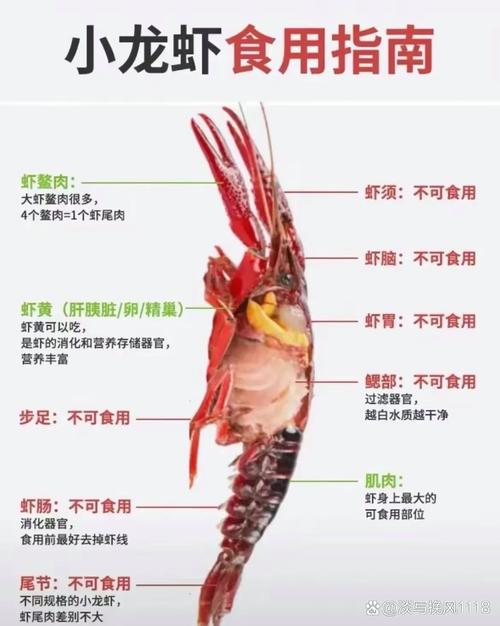 如何养殖小龙虾变大，小龙虾怎么养大个头