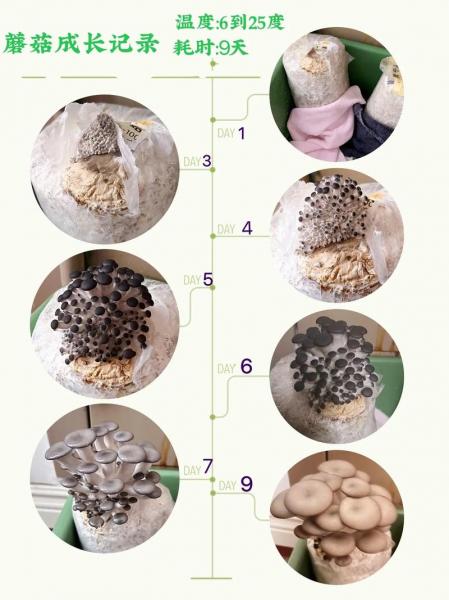 白菇种植方法全部过程?种白蘑菇的全程技术?