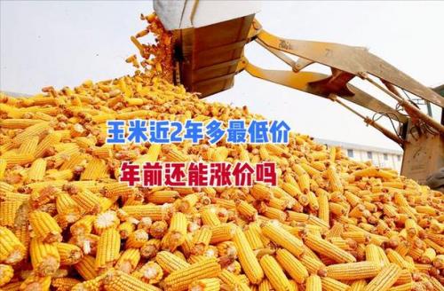 2023玉米最低保护价?2020年玉米保护价多少钱一斤?
