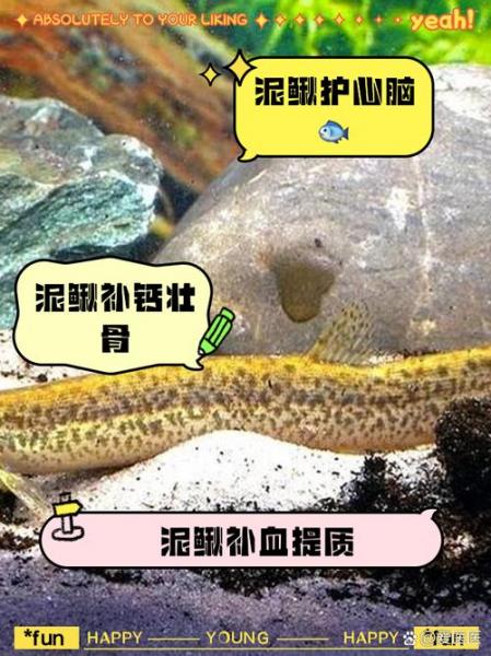 泥鳅需要增氧吗,泥鳅需要增氧吗??