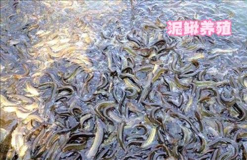 泥鳅需要增氧吗,泥鳅需要增氧吗??