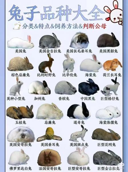 种兔如何培育,怎么种兔子?
