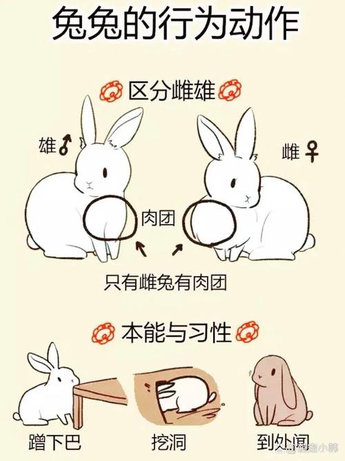 种兔如何培育,怎么种兔子?