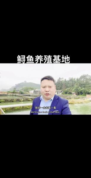鱼塘养殖怎么投喂饲料,鱼塘养鱼饲料喂养技术