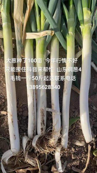 山东大葱价格会涨吗?山东大葱价格会涨吗今天?