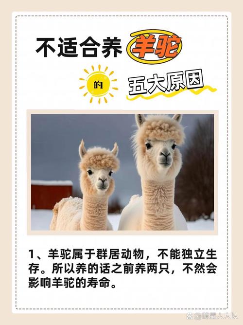 养殖羊驼需要什么手续?养殖羊驼需要什么手续才能养?