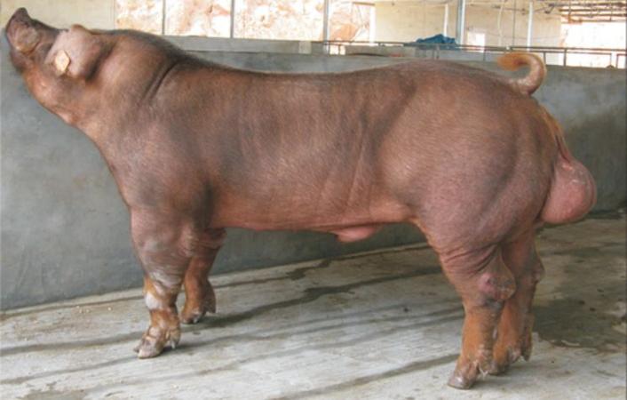 种植的公猪肉不能吃吗,种公猪肉能不能吃?