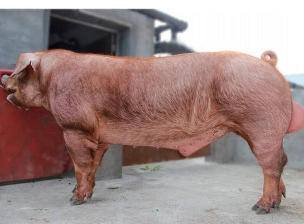 种植的公猪肉不能吃吗,种公猪肉能不能吃?