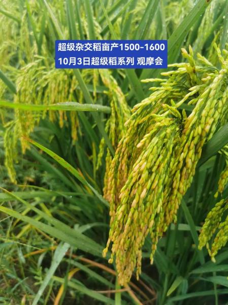 超级杂交水稻亩产多少斤?超级杂交水稻种植比例?