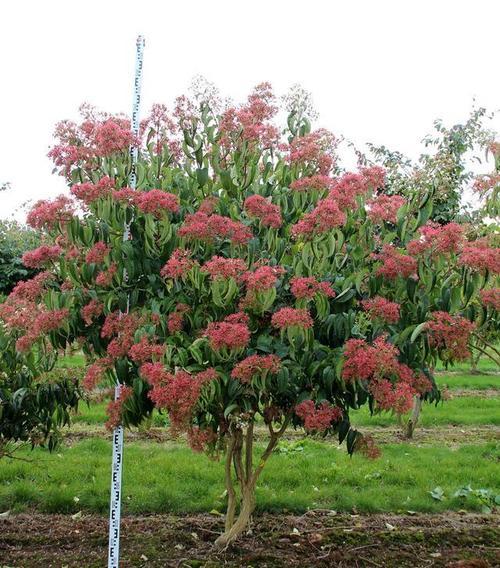 农村土地适合种植什么?农村土地适合种植什么树?