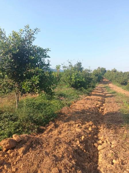 农村土地适合种植什么?农村土地适合种植什么树?