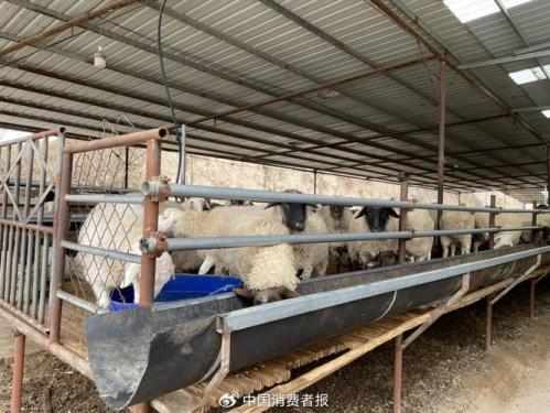 现在养殖羊怎么怎么样?现在养羊咋样?