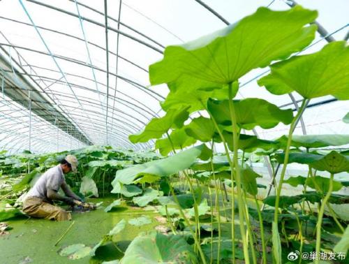 大棚莲藕种植哪个品种好,莲藕大棚立体种养结合视频?
