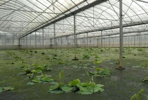 大棚莲藕种植哪个品种好,莲藕大棚立体种养结合视频?