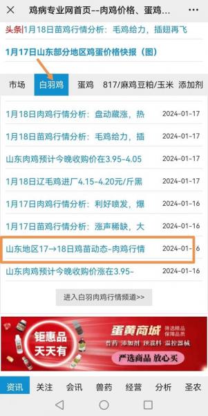 白羽肉鸡今天最新价格,白羽肉鸡价格行情今日报价鸡病网?