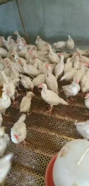 白羽肉鸡今天最新价格,白羽肉鸡价格行情今日报价鸡病网?