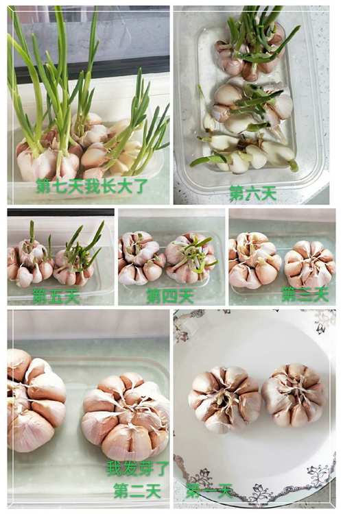 蒜的种植方法和施肥，蒜怎么种植视频？