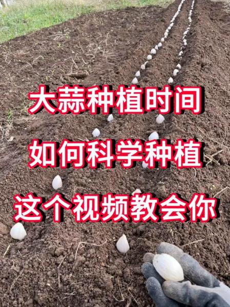 蒜的种植方法和施肥,蒜怎么种植视频?
