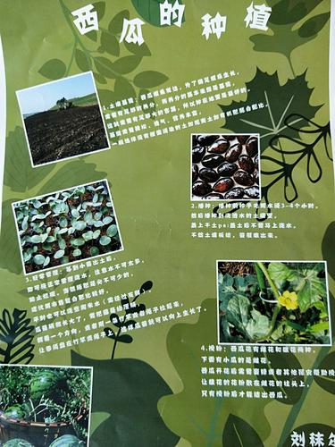 晚西瓜种植时间和方法，晚茬西瓜的种植及管理