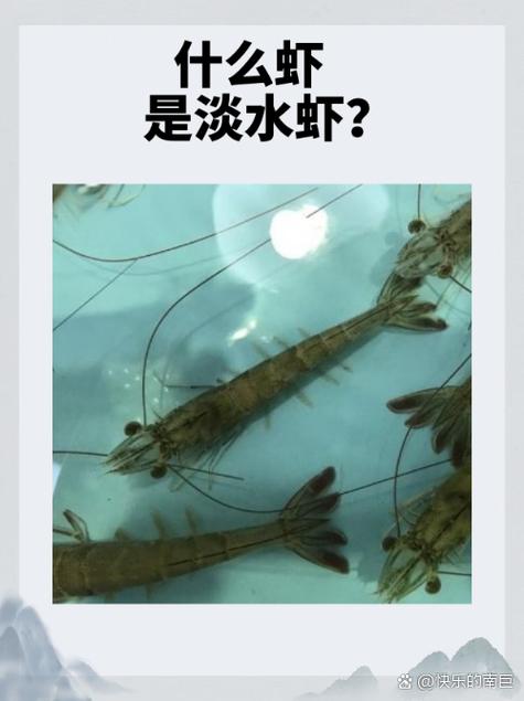 哪种淡水虾最容易养殖?淡水虾 品种?