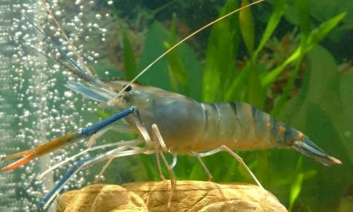哪种淡水虾最容易养殖?淡水虾 品种?
