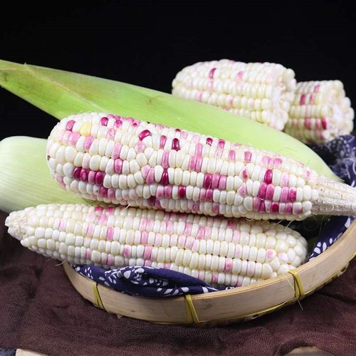 现在哪里有鲜玉米批发,哪里批发新鲜玉米