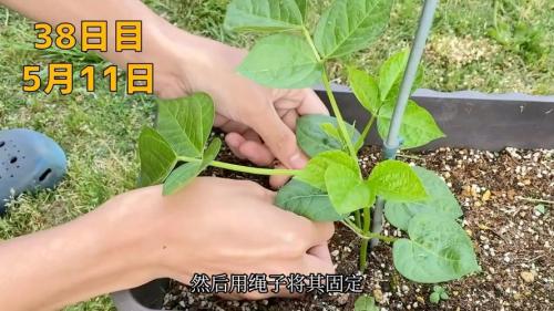 相思豆如何种植,相思豆怎么种植