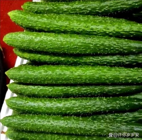 河南今日黄瓜价格最新行情,河南黄瓜产地最新价格?