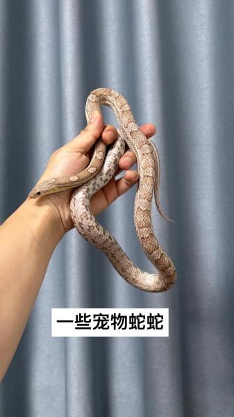 2021年人工养殖蛇还可以吃吗,人工养殖蛇还可以养吗?