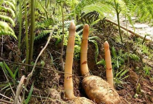 天麻种植基地在哪里,天麻场地源于哪里