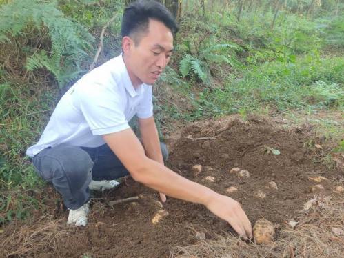 天麻种植基地在哪里,天麻场地源于哪里