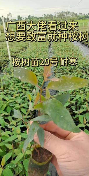速生桉种植最佳株行距离是多少,速生桉种植技术