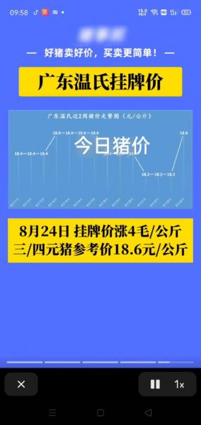猪价格今日猪价最新报价,猪价格今日猪价1