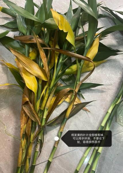 富贵竹最怕三种水?富贵竹怕积水吗?
