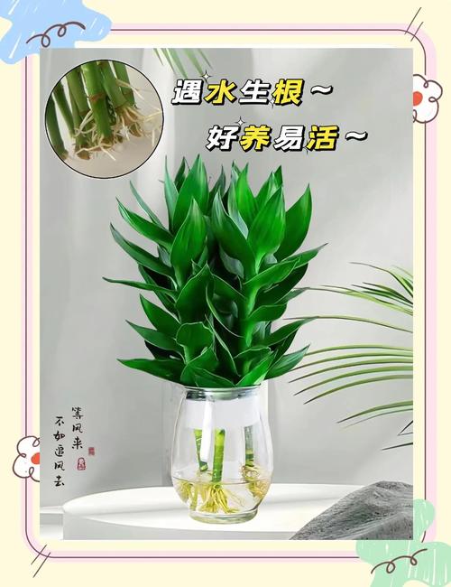 富贵竹最怕三种水?富贵竹怕积水吗?