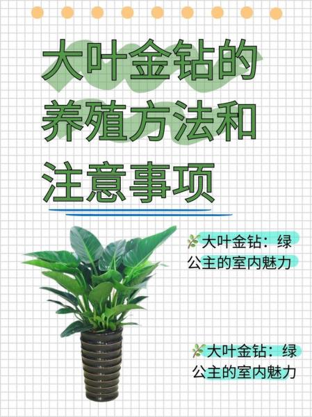 金钻的养殖方法?红钻金钻的养殖方法?