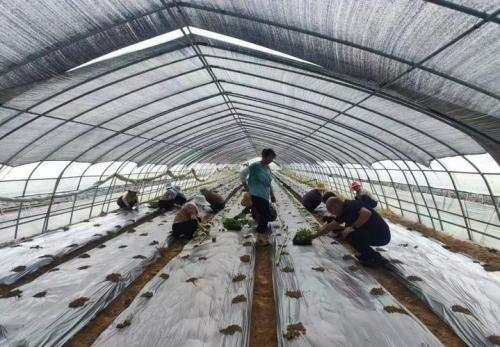 农村种植大棚蔬菜的前景怎么样?农村大棚蔬菜种植技术?