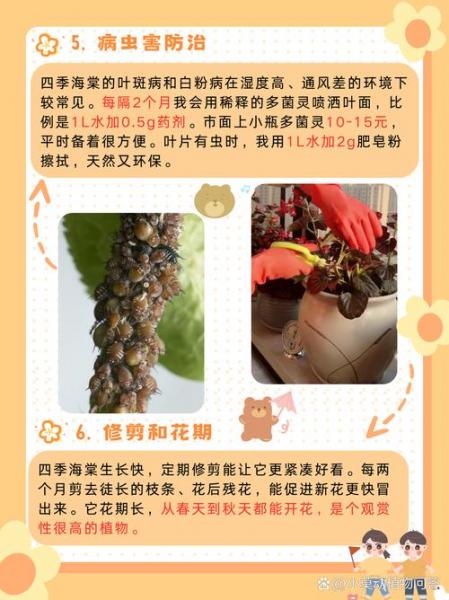 夫妻海棠花的养殖方法,夫妻海棠花的养护方法