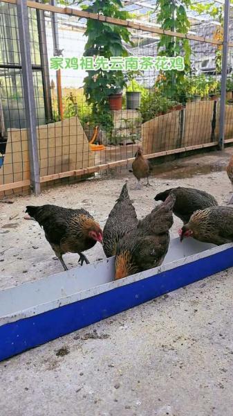 饲养鸡的方法和注意事项,饲养养鸡