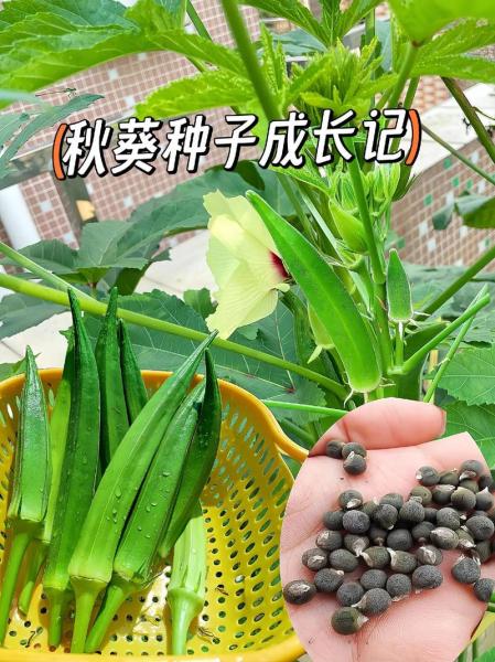 南方黄秋葵的种植方法和时间,南方秋葵的种植方法和季节