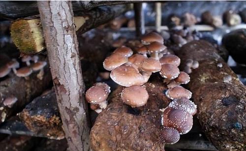蘑菇种植全过程,蘑菇种植过程中有什么病害?