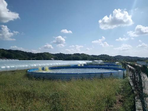 世界最大的对虾养殖基地?养殖对虾全国最大基地排名?