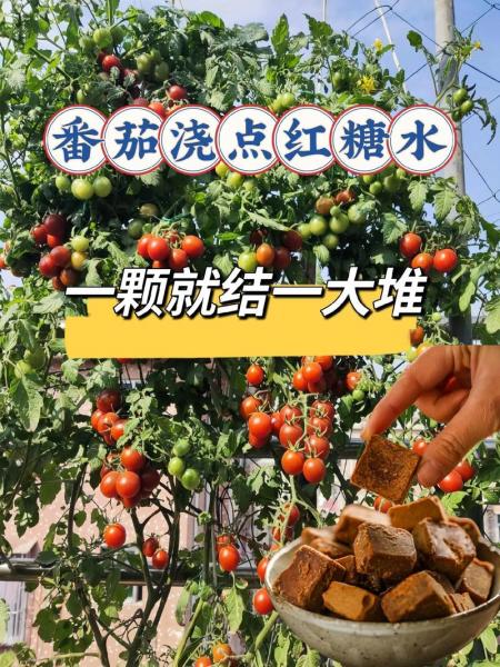 蔬菜种植的技术与方法大全，蔬菜种植和栽培技术